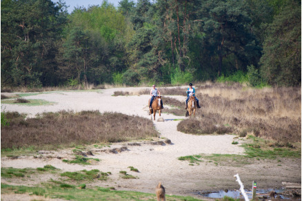 Overnachten met je paard op Sandberghe in de Maashorst VMP136
